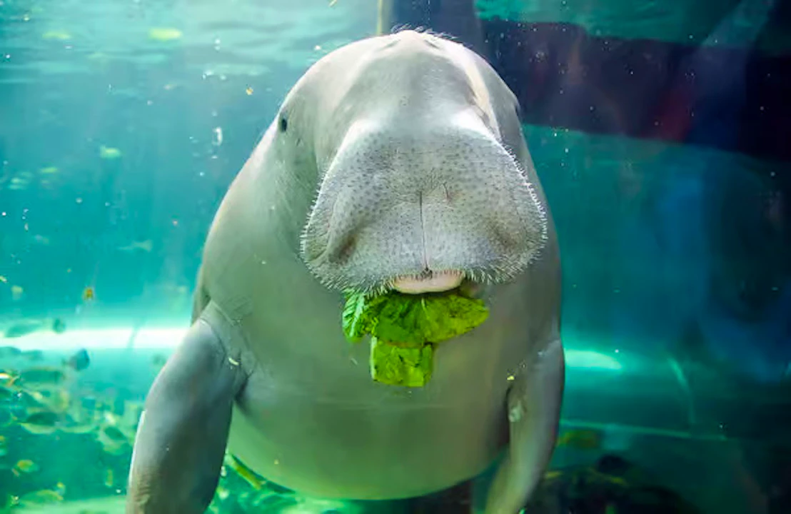 SEA LIFE Sydney Aquarium Tickets
